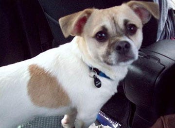 pekingese and chihuahua mix